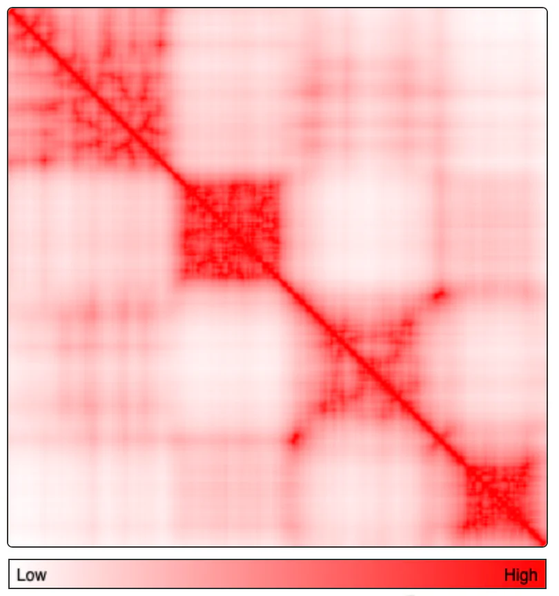Hi-C heatmap generated from the simulated 3D chromosome model