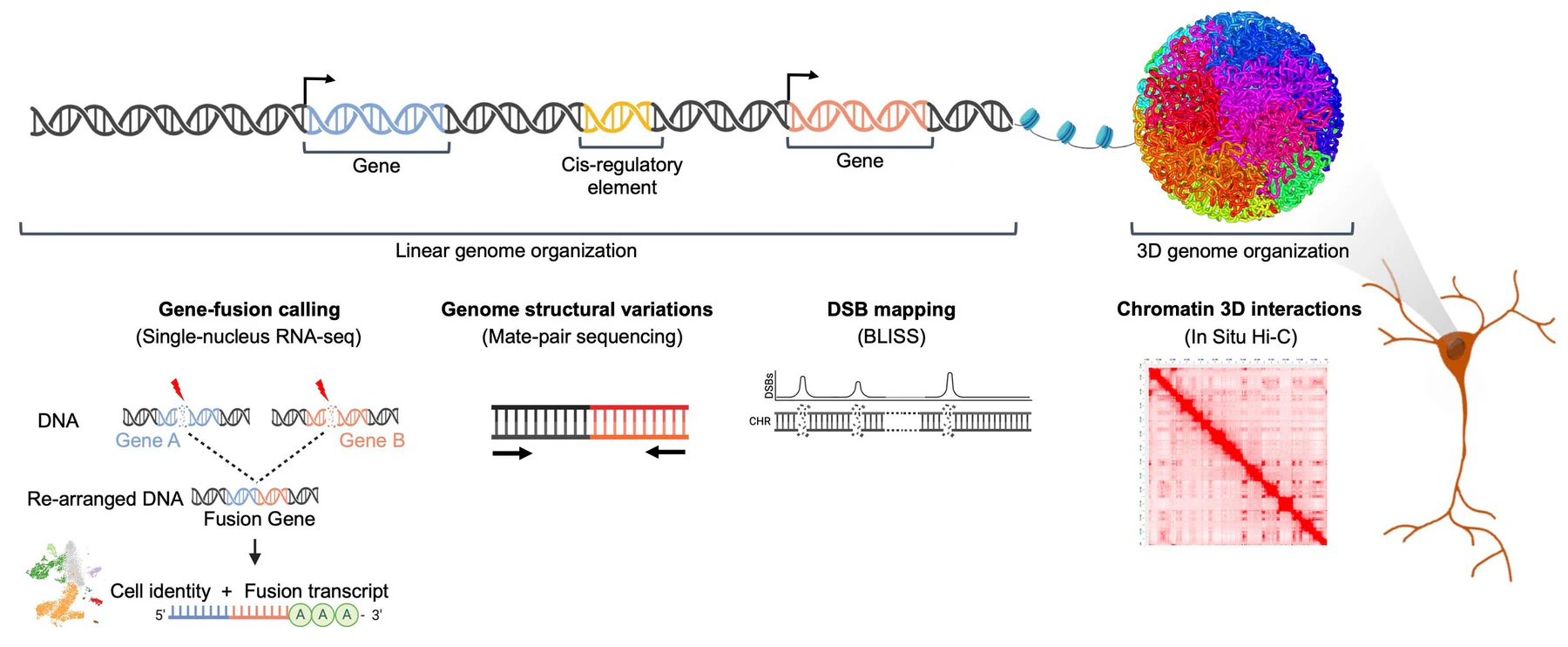Genome organization and replication-timing resource overview